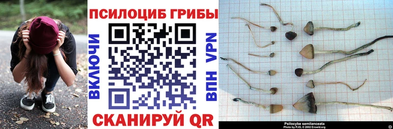 Купить закладки  Нолинск  Галлюциногенные грибы Psilocybine cubensis 